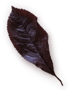 Papyrus: Best Manufacturer of Tissue in India