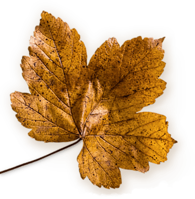 Papyrus: Best Manufacturer of Tissue in India