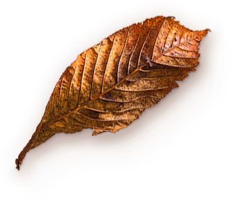 Papyrus: Best Manufacturer of Tissue in India